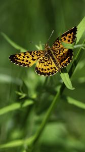 Preview wallpaper brenthis ino, butterfly, leaves, macro