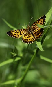 Preview wallpaper brenthis ino, butterfly, leaves, macro