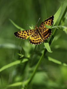 Preview wallpaper brenthis ino, butterfly, leaves, macro