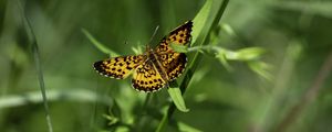 Preview wallpaper brenthis ino, butterfly, leaves, macro