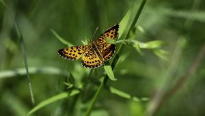 Preview wallpaper brenthis ino, butterfly, leaves, macro