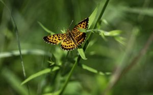 Preview wallpaper brenthis ino, butterfly, leaves, macro