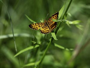 Preview wallpaper brenthis ino, butterfly, leaves, macro