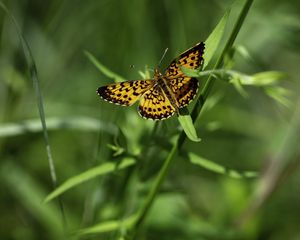 Preview wallpaper brenthis ino, butterfly, leaves, macro