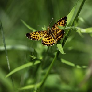 Preview wallpaper brenthis ino, butterfly, leaves, macro