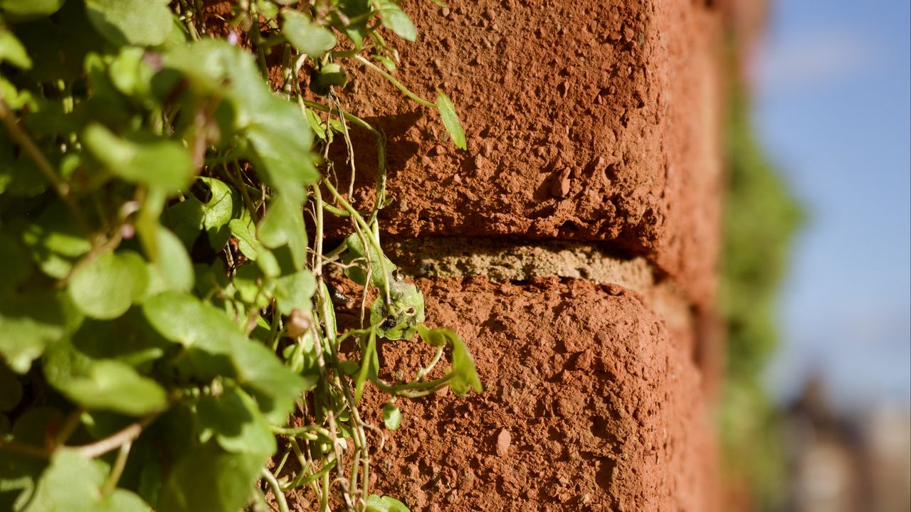 Wallpaper bricks, plants, leaves, blur