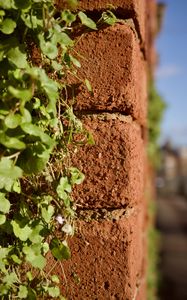 Preview wallpaper bricks, plants, leaves, blur