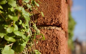 Preview wallpaper bricks, plants, leaves, blur