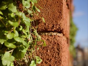 Preview wallpaper bricks, plants, leaves, blur