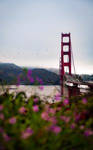 Preview wallpaper bridge, architecture, water, construction, flowers