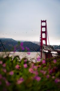 Preview wallpaper bridge, architecture, water, construction, flowers