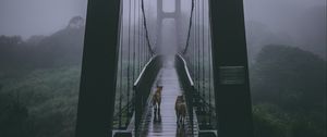 Preview wallpaper bridge, fog, dogs, overcast