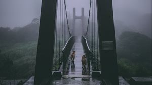 Preview wallpaper bridge, fog, dogs, overcast