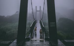 Preview wallpaper bridge, fog, dogs, overcast