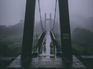 Preview wallpaper bridge, fog, dogs, overcast