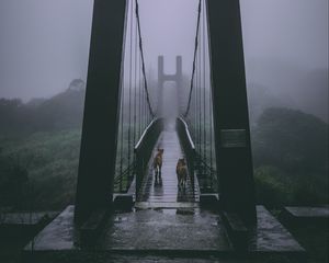 Preview wallpaper bridge, fog, dogs, overcast