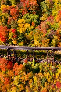 Preview wallpaper bridge, forest, autumn, aerial view