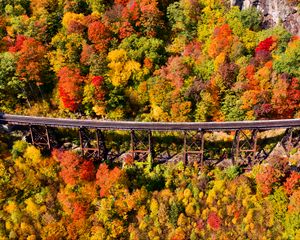 Preview wallpaper bridge, forest, autumn, aerial view