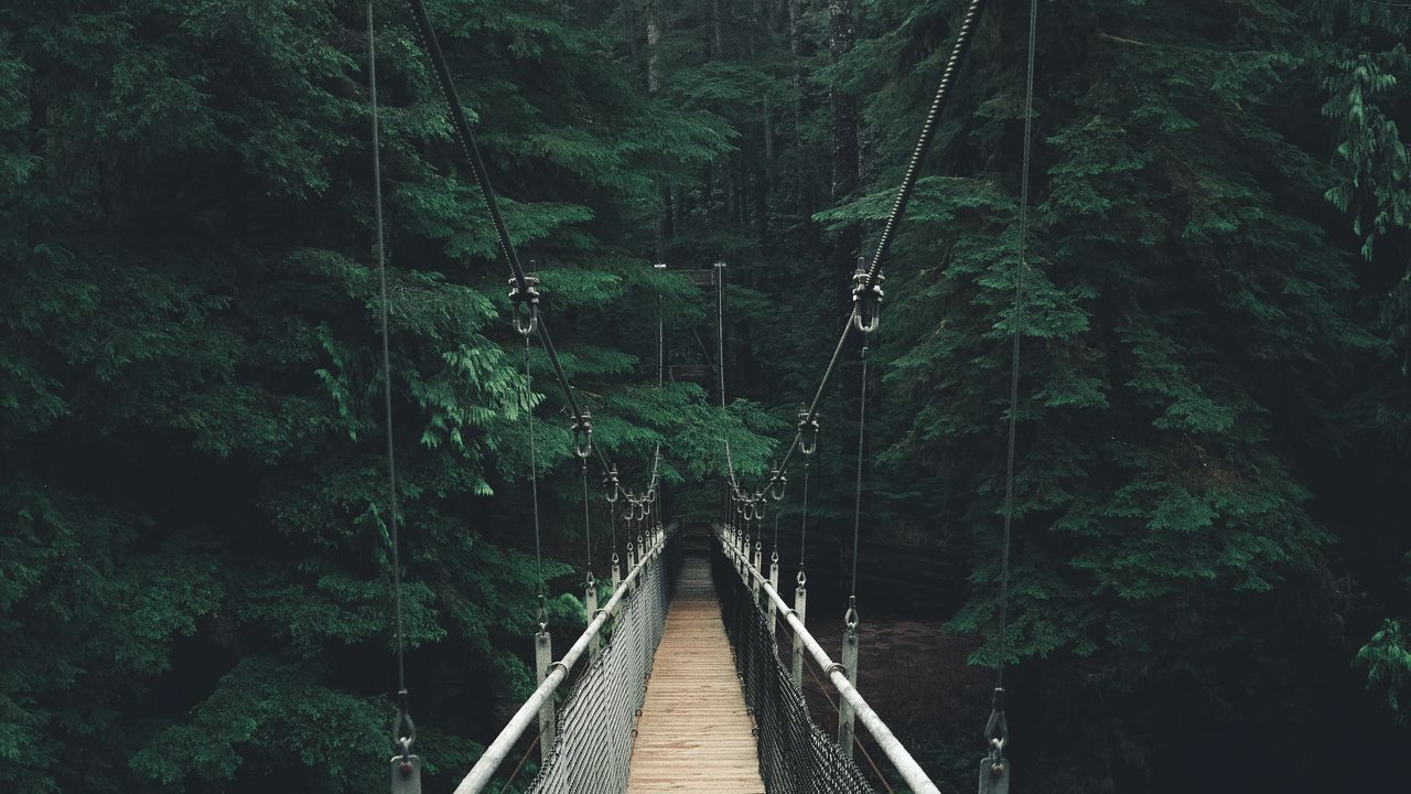 Wallpaper bridge, forest, fog, suspension bridge, rope bridge