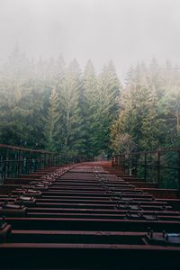 Preview wallpaper bridge, forest, fog, trees