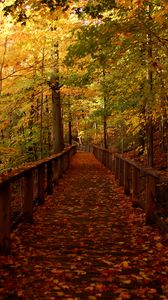 Preview wallpaper bridge, forest, leaves, autumn, landscape