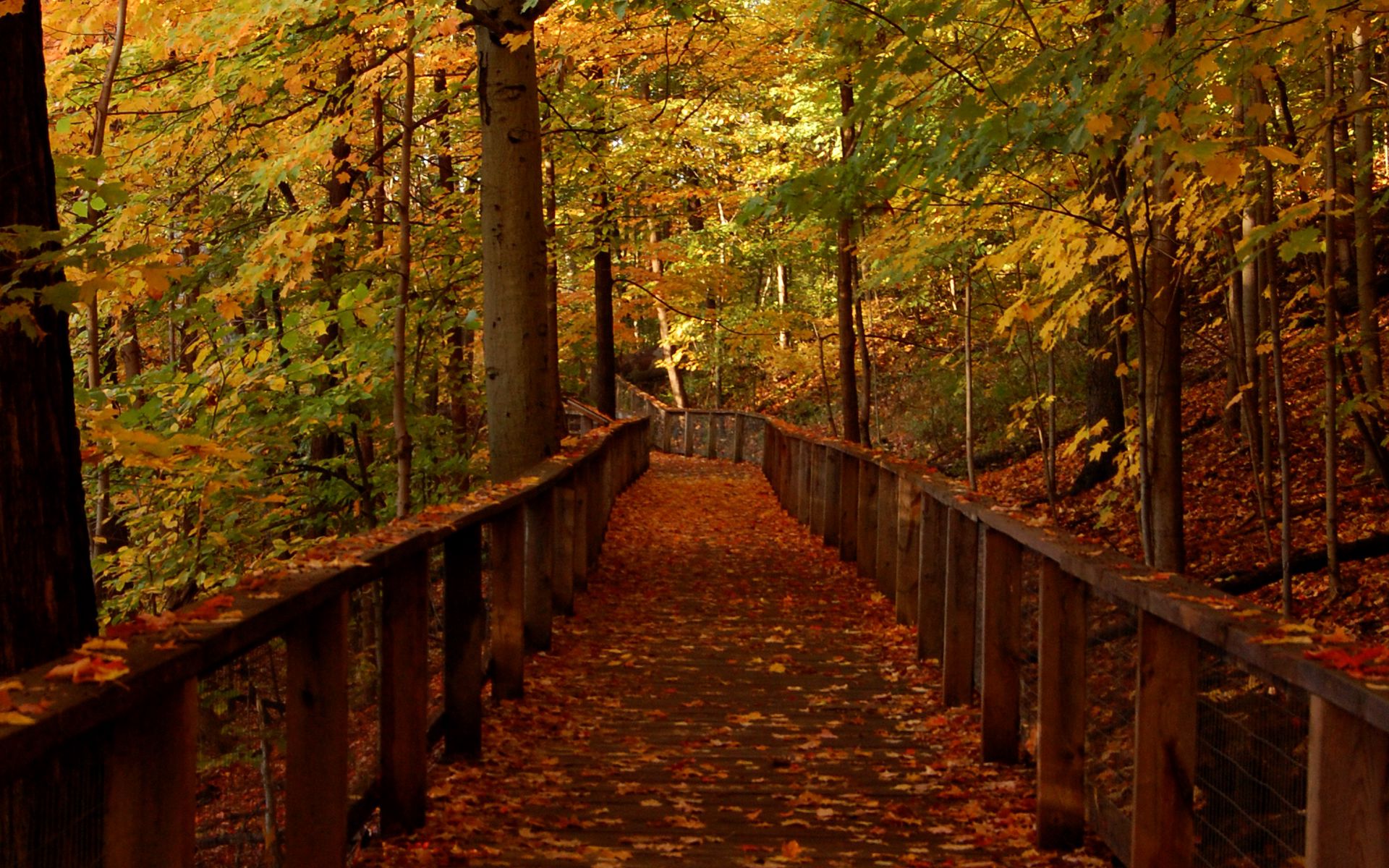 Download wallpaper 1920x1200 bridge, forest, leaves, autumn, landscape ...