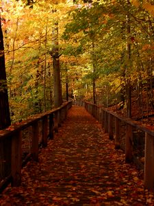 Preview wallpaper bridge, forest, leaves, autumn, landscape