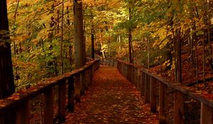 Preview wallpaper bridge, forest, leaves, autumn, landscape