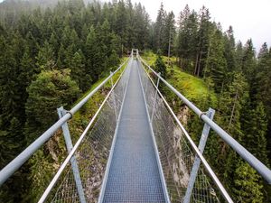 Preview wallpaper bridge, forest, trees