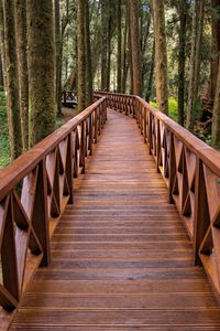Preview wallpaper bridge, forest, trees, nature