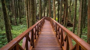 Preview wallpaper bridge, forest, trees, nature