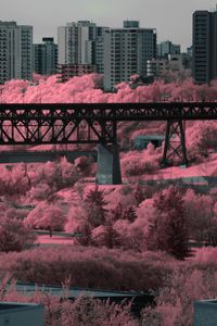 Preview wallpaper bridge, houses, buildings, trees, city, pink