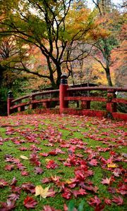 Preview wallpaper bridge, leaves, maple, autumn