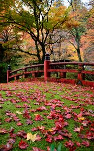 Preview wallpaper bridge, leaves, maple, autumn