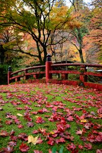 Preview wallpaper bridge, leaves, maple, autumn