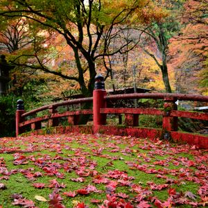 Preview wallpaper bridge, leaves, maple, autumn