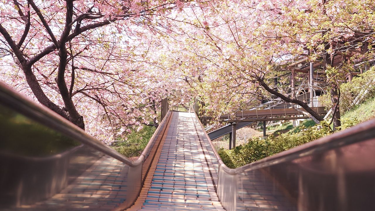 Wallpaper bridge, path, sakura, flowers, spring, japan