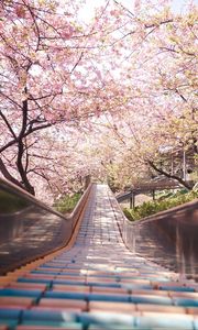 Preview wallpaper bridge, path, sakura, flowers, spring, japan