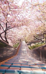 Preview wallpaper bridge, path, sakura, flowers, spring, japan