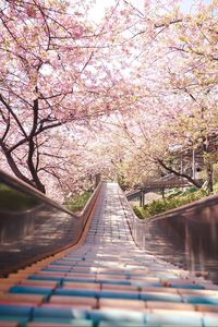 Preview wallpaper bridge, path, sakura, flowers, spring, japan