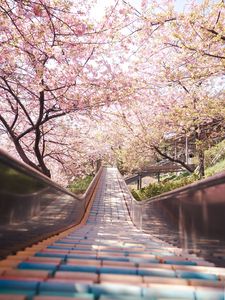 Preview wallpaper bridge, path, sakura, flowers, spring, japan