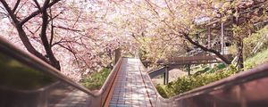 Preview wallpaper bridge, path, sakura, flowers, spring, japan