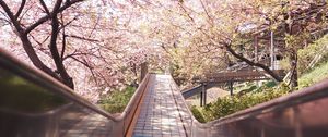 Preview wallpaper bridge, path, sakura, flowers, spring, japan