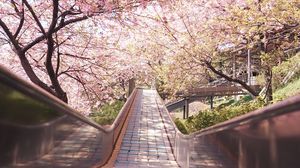 Preview wallpaper bridge, path, sakura, flowers, spring, japan