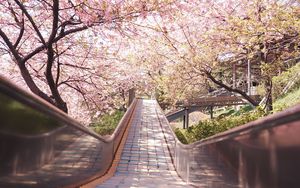 Preview wallpaper bridge, path, sakura, flowers, spring, japan