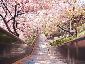 Preview wallpaper bridge, path, sakura, flowers, spring, japan