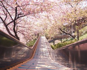 Preview wallpaper bridge, path, sakura, flowers, spring, japan