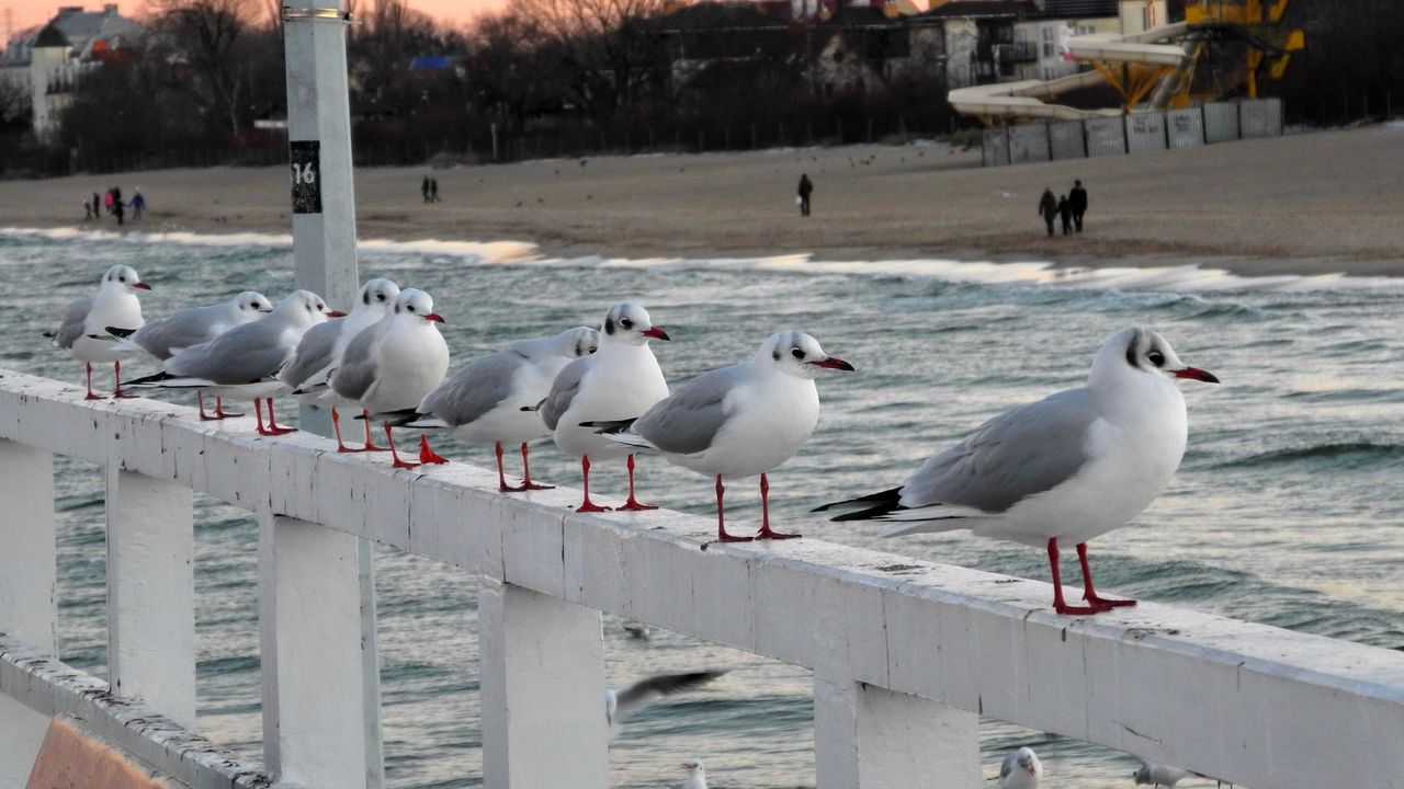 Wallpaper bridge, rail, sea gulls