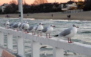 Preview wallpaper bridge, rail, sea gulls