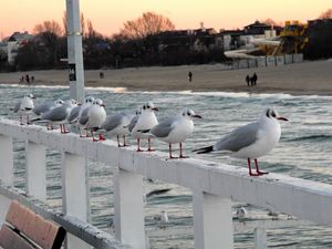 Preview wallpaper bridge, rail, sea gulls